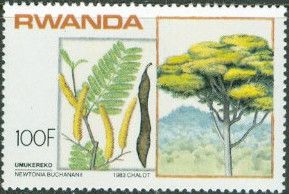 Newtonia buchananii