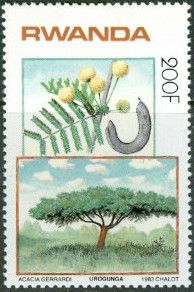 Acacia gerrardi