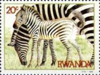 Plains Zebra (Equus burchelli)