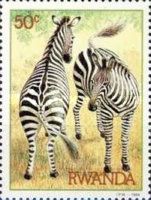 Plains Zebra (Equus burchelli)