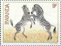 Plains Zebra (Equus burchelli)