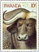 African Buffalo (Syncerus caffer)