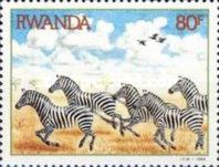 Plains Zebra (Equus burchelli)