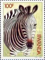 Plains Zebra (Equus burchelli)
