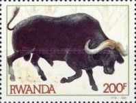 African Buffalo (Syncerus caffer)