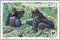 Mountain Gorilla (Gorilla gorilla beringei)