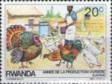 Chicken (Gallus gallus domestica), Turkey (Meleagris gallopa