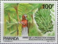 Banana cultivation