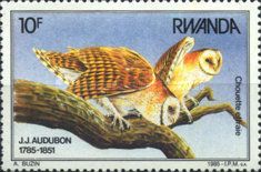 Western Barn Owl (Tyto alba)