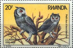 Northern White-faced Owl (Ptilopsis leucotis)