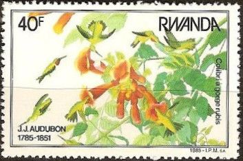 Ruby-throated Hummingbird (Archilochus colubris)
