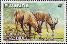 Roan Antelope (Hippotragus equinus)