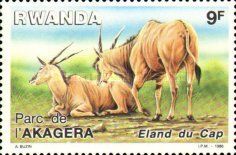 Common Eland (Taurotragus oryx)