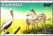 Great White Pelican (Pelecanus onocrotalus), Plains Zebra (E