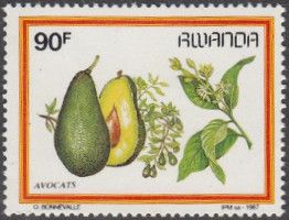 Avocado