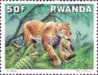 Leopard (Panthera pardus)