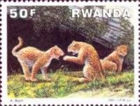 Leopard (Panthera pardus)