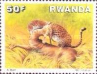 Leopard (Panthera pardus)