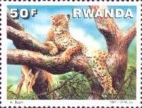 Leopard (Panthera pardus)