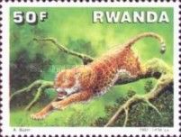 Leopard (Panthera pardus)