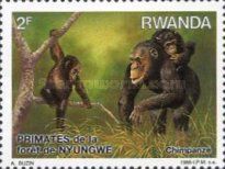 Chimpanzee (Pan troglodytes)