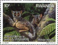 Spectacled Lesser Galago (Galago matschiei)
