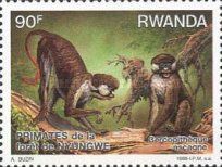 Red-tailed Monkey (Cercopithecus ascanius)