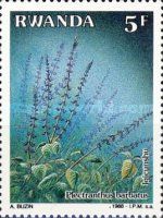 Plectranthus barbatus
