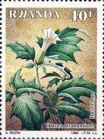 Datura stramonium