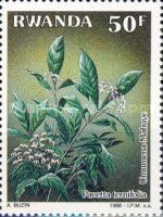 Pavetta ternifolia