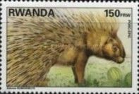 Cape porcupine (Hystrix africaeaustralis)