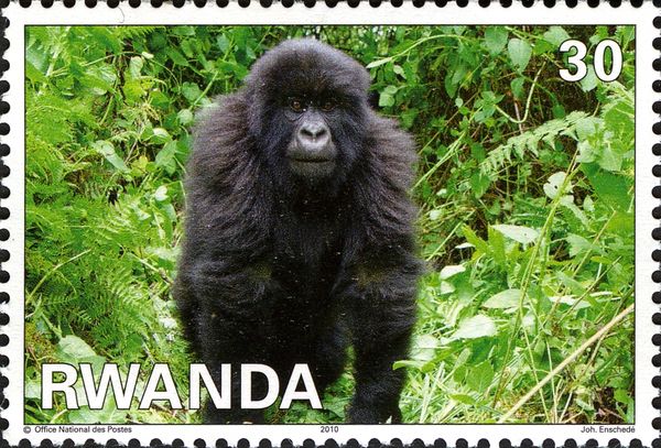 Mountain Gorilla (Gorilla beringei beringei)
