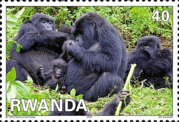 Mountain Gorilla (Gorilla beringei beringei)