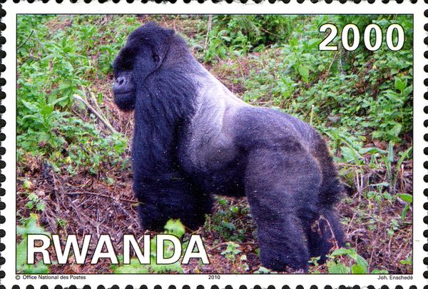 Mountain Gorilla (Gorilla beringei beringei)