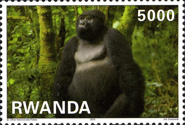 Mountain Gorilla (Gorilla beringei beringei)