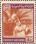 Arab Rider