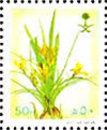 Gagea reticulata