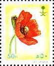 Papaver dubium