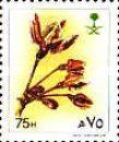 Pergularia tomentosa