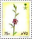 Talinum cuneifolium