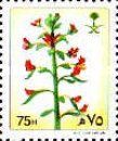 Cleome arabica