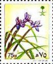 Iris sisyrinchium