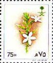 Plumbago zeylanica