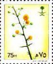 Acacia sp.