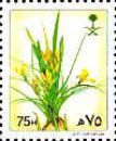 Gagea reticulata