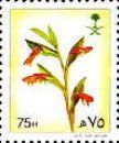 Oenostachys abyssinica