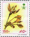 Pergularia tomentosa