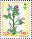 Echium horridum