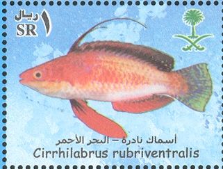 Social Wrasse (Cirrhilabrus rubriventralis)
