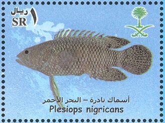 Whitespotted Longfin (Plesiops nigricans)